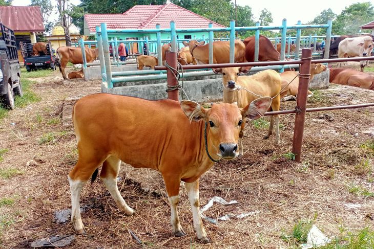 Kenaikan Harga Sapi Dan Kerbau